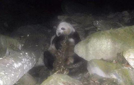 熊猫和饲养员吵架:成都熊猫基地饲养员“奶爸”粗暴对待大熊猫幼崽，这么做对吗