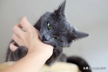 小猫咪:小猫两个多月总是咬人应该怎么教育？ 小猫咪简笔画