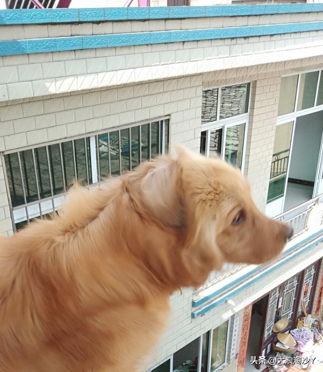 看门犬什么最好:有60平米左右的院子，老婆怕狗，想看家护院的狗狗，什么好？