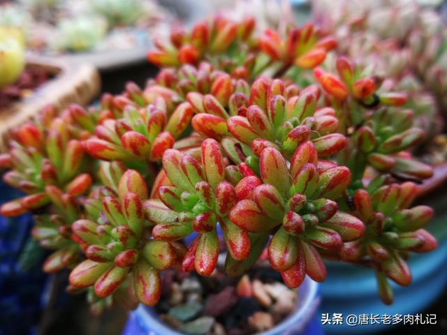 多肉乙女心图片:有哪些种类的多肉在5℃以下就需要入室养护？