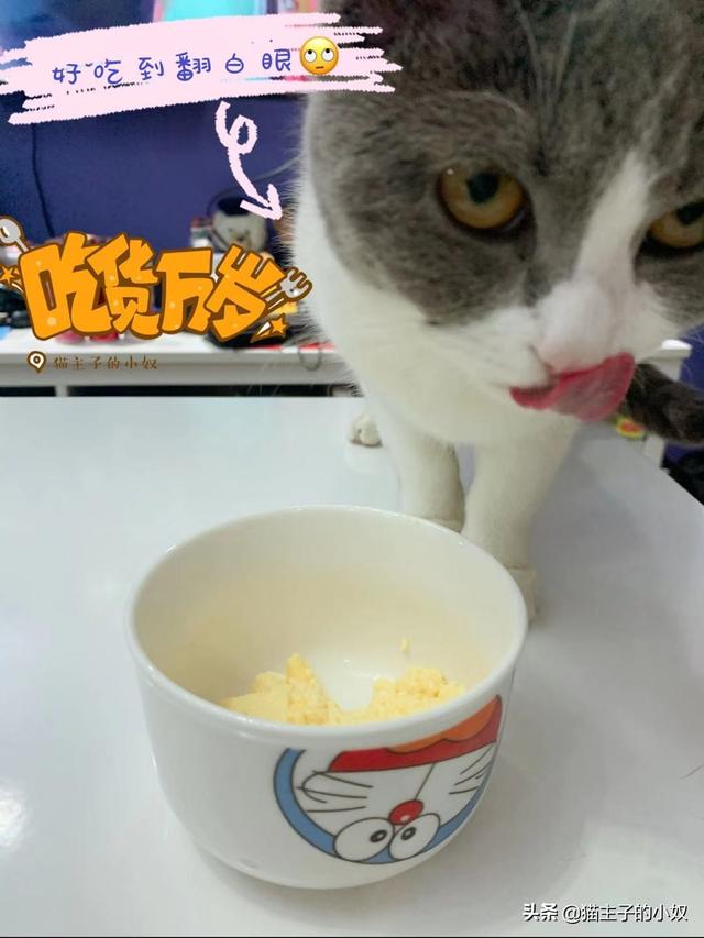 猫咪尼古丁中毒的症状，除了巧克力之外，还有哪些食物对猫咪有危险