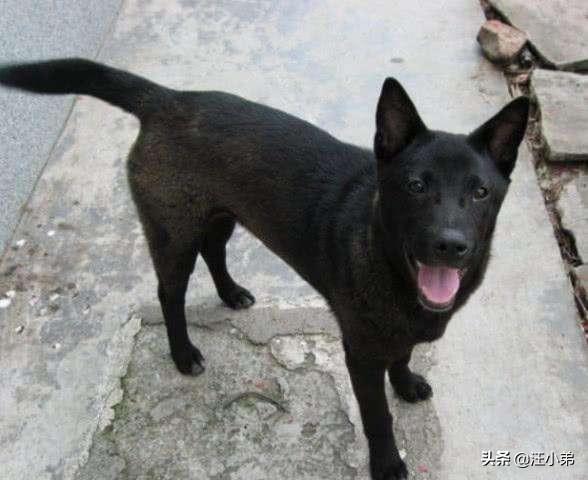 为什么一些人不喜欢养土狗土狗聪明吗