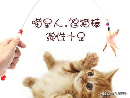 俏皮猫咪图片:小猫太皮每天都要去招惹家里的大猫怎么办？