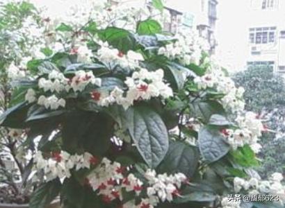 龙吐珠:龙吐珠 鱼 龙吐珠的养殖方法和注意事项？
