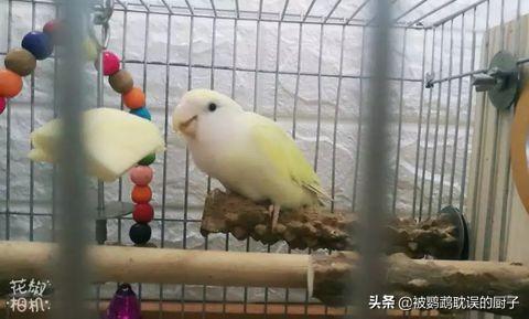 牡丹鹦鹉吧:牡丹鹦鹉是不是开始生第一窝蛋就不会停下，一窝接一窝？