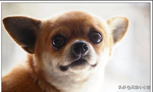 犬皮肤病脓皮症治疗:狗狗得了脓皮症怎么治疗？