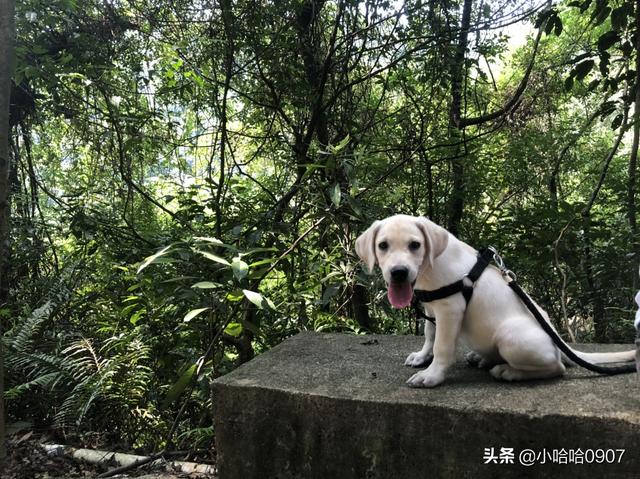 纯种拉布拉多犬:这只拉布拉多纯吗？怎么样？