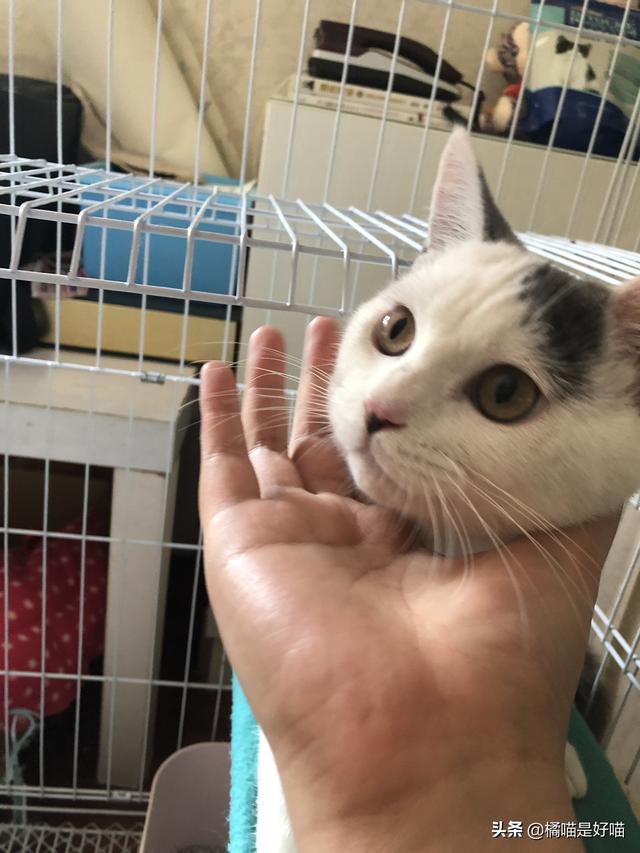 领养猫:领养的猫需要注意什么，怎么和猫建立感情？