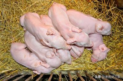 猪拉稀的原因文章:邻居家的小猪很健康，为什么我家小猪总是腹泻？怎么回事？