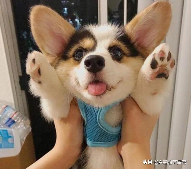 东台市阿拉斯加克利凯犬视频选犬:阿拉斯加怎么区分巨型和标准犬？