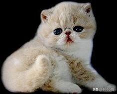 宠物猫品种及价格:宠物猫养殖前景如何，哪个品种好，哪里能买到纯种种猫？ 宠物猫品种及价目表