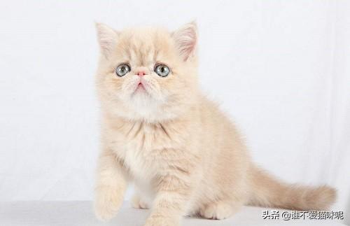 调皮的咖啡猫:加菲猫好养么，需要注意什么？