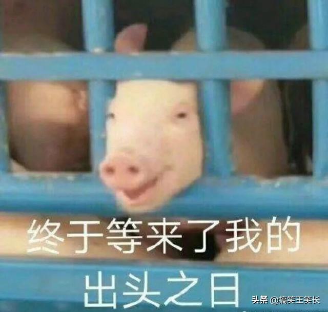 有哪些情侣网名是你听过最沙雕的(又皮又沙雕的情侣网名)