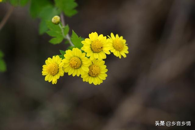 菊花顶金丝雀图片:都来比比晒晒5.1节拍的月季花，看看谁拍的最养眼？怎么样？