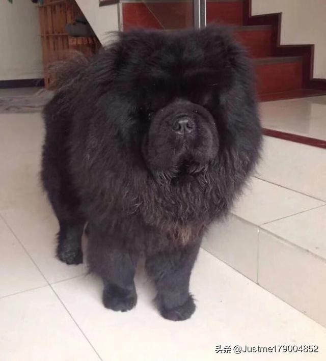 头条问答 狗界有哪些狗狗的腿是很短的呢 24个回答