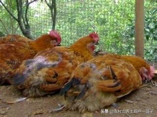 治疗肉鸡大肠杆菌病的药:肉鸡大肠杆菌用什么药治疗效果好 如何从饲养管理上预防大肠杆菌的发生？