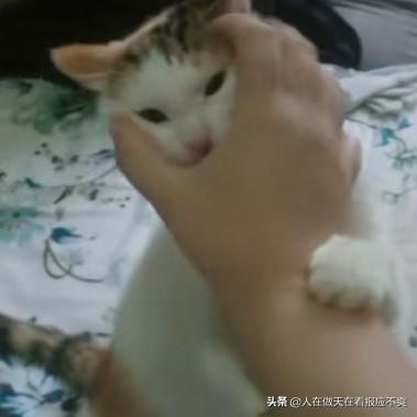 猫咪恨主人的十种表现蓝猫:猫咪会把主人当成妈妈吗？会有什么表现？