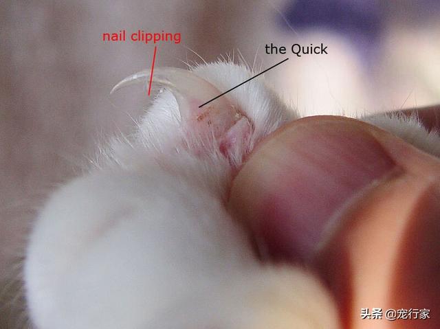 给猫的鸡胸肉怎么做:给猫的鸡胸肉怎么做冻干 猫咪的爪子总爱受伤，如何呵护猫咪的小爪子？