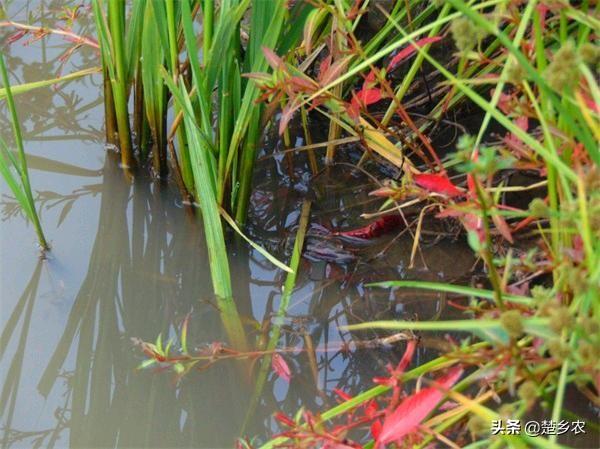 黑壳虾白天活动吗:做销售水产生意沙虾怎么养才不容易死？