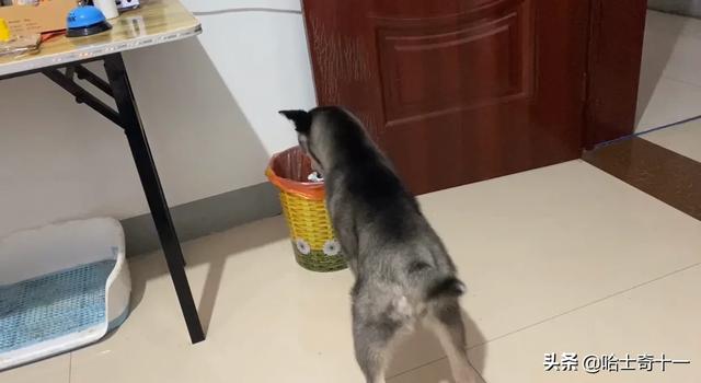 美版的狗狗向前冲:为什么我不认识的狗狗会跟我走？