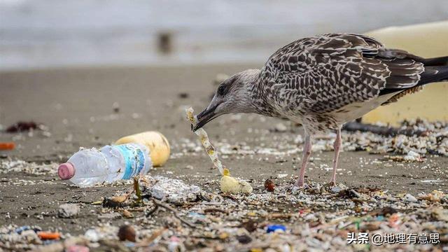 海洋垃圾的危害，面对塑料垃圾对海洋的污染，现在科学上有什么应对的办法吗？