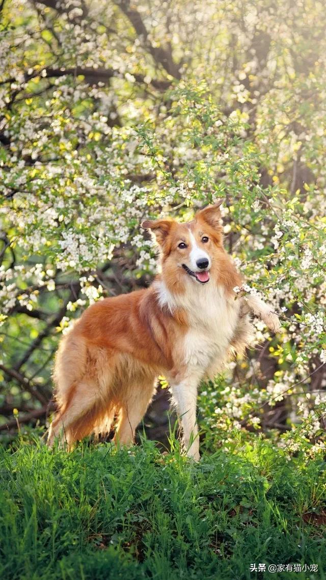 大型黑色法老王猎犬价格:纯黑的拉布拉多偏贵的原因,你知道吗？