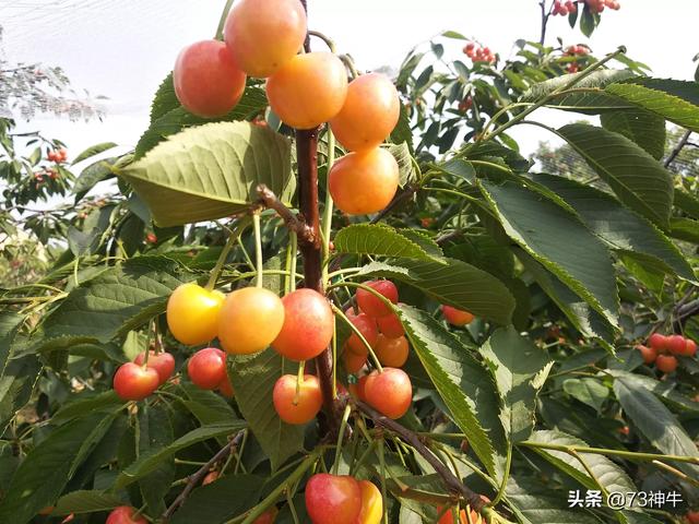 殷桃三围:有人说樱桃好吃树难栽，是真的吗樱桃产量高吗