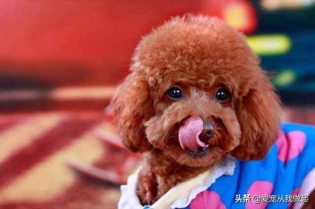 怎呢判断狗狗髌骨脱位:泰迪犬腿瘸的原因有哪些？