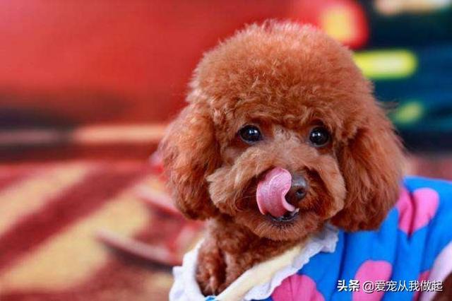 狗髋关节脱位 图片:泰迪犬腿瘸的原因有哪些？