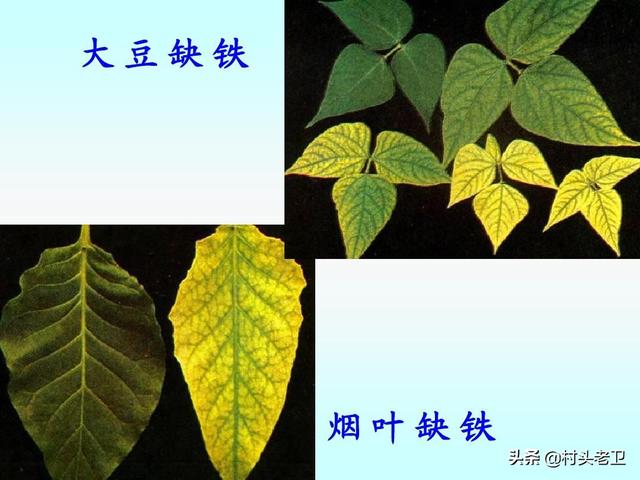 植物必需的营养元素:果树生长发育不可或缺的营养物质有哪些？