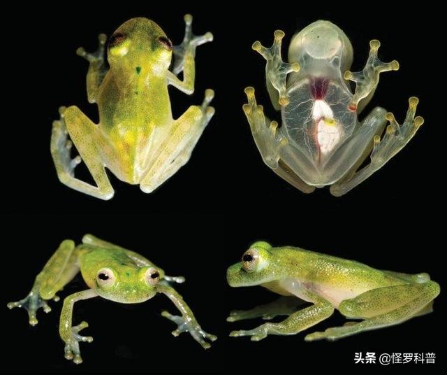 为什么青蛙的心脏被拿出来，离开身体后，还能跳动两个小时左右？