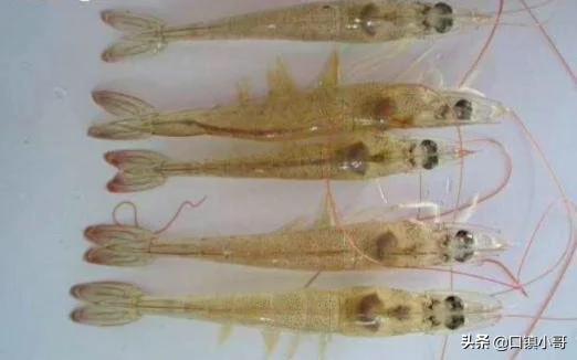 感染“创伤弧菌”有什么危害，南美白虾排白便是什么原因