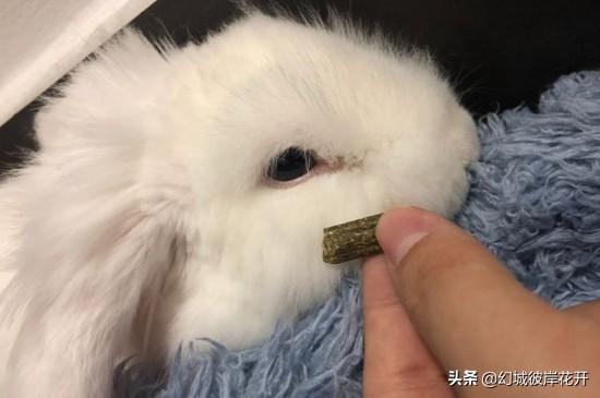 兔子吃什么会拉肚子:兔子吃什么药止泻，兔子止泻食物有哪些？