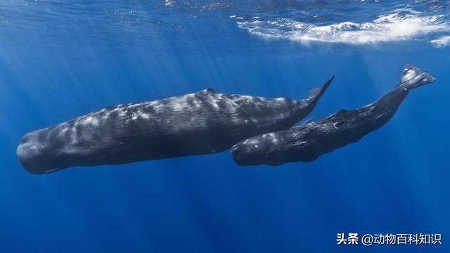 须鲸呼息图片:如果鲸鱼在海中被绑住，不让它上浮会不会憋死？