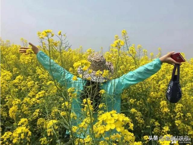 去哪里看油菜花(去哪里看油菜花最好)