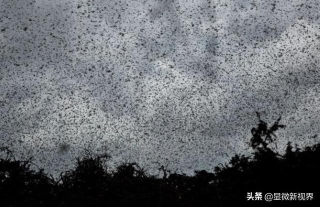 沙漠蝗虫总袭击印度，席卷世界却败给吃货为何说我国难以受到印度3600亿蝗虫威胁