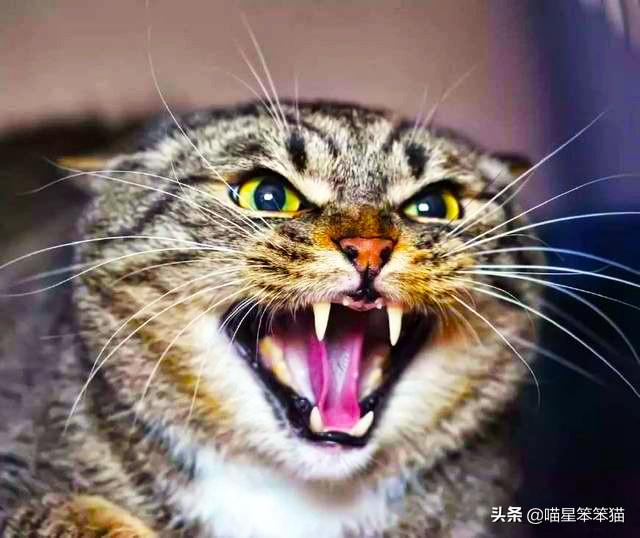 愤怒的猫咪头像:猫咪有抑郁症会有什么表现？