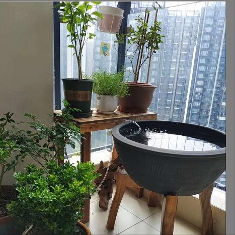 蜈蚣草图片:蜈蚣草图片的使用方法 古法养鱼，缸水变绿了怎么办？