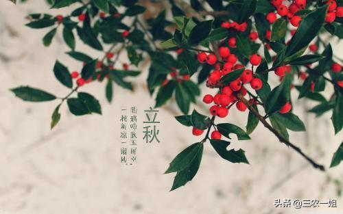 今年是八月八日立秋，并且是早上立秋，有什么说法吗？