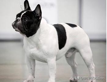虎斑波尔多犬价格:中华田园虎斑犬在中国稀有吗？为什么？