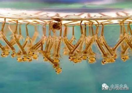 银锦鲤鱼吃什么食物:锦鲤鱼喜欢什么味型的食物？