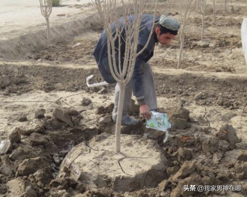 树苗怎么种,果树苗怎么种植成活率高？