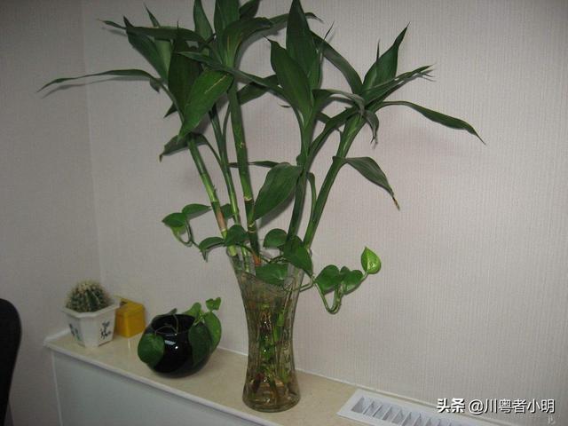 富贵竹养殖方法:花瓶里放富贵竹子怎样让它活的更久？