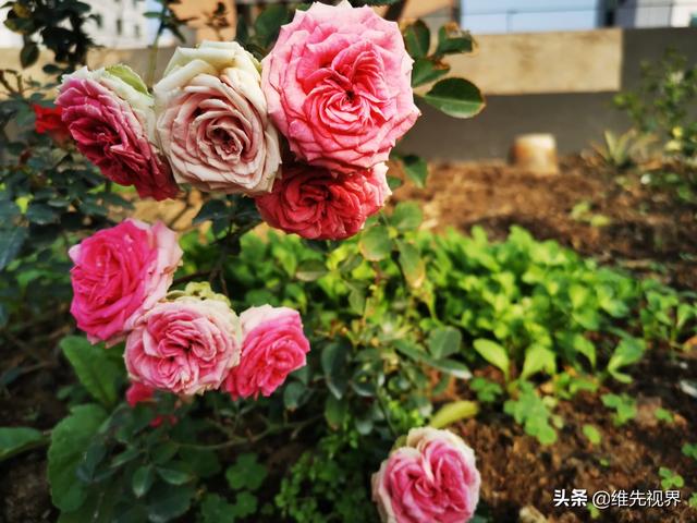 我家住在顶楼，最近想在楼顶搞一个空中花园，能否请大家提供好思路？插图14