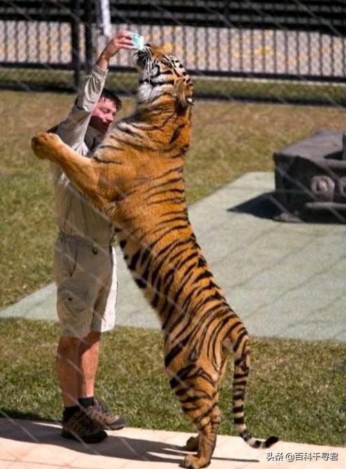 苏门答腊虎的最大个体有多大？