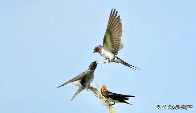 真实拍到凤凰的照片，一只燕子飞过来，怎样抓拍成功的照片