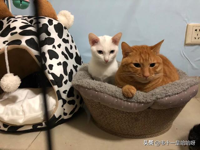主人抓着橘猫的手跳舞:猫咪会不会六亲不认对主人又抓又咬呢？