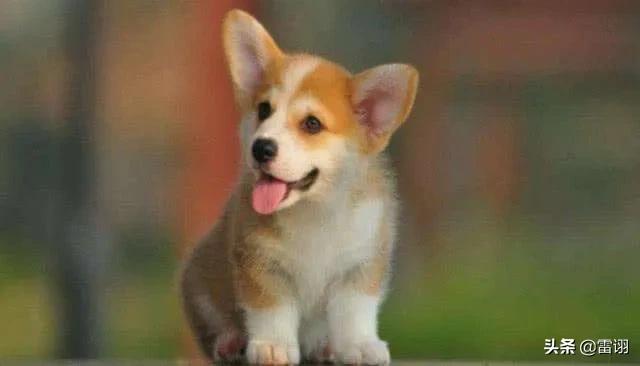 训狗有方 衔取:马犬训练衔取东西好训吗？有几种训练方法？