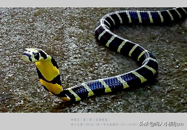 水蛇图片:你手机拍的蛇类的照片能否分享一下？