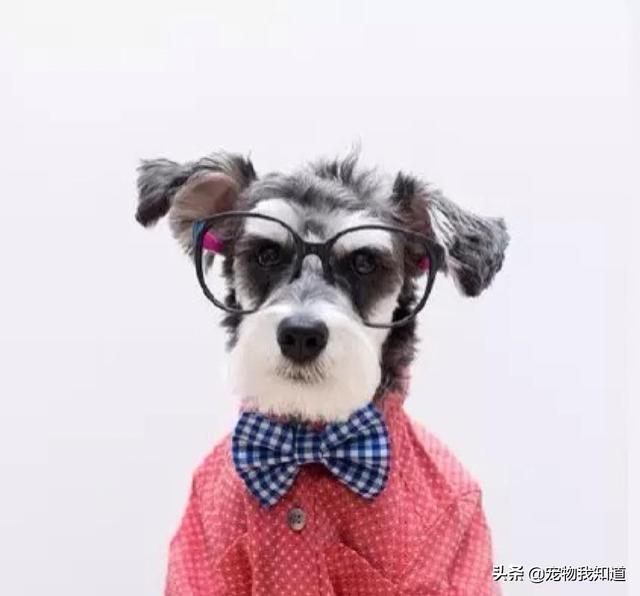 雪纳瑞犬北京宠物论坛:泰迪和雪纳瑞比较，有什么优势吗？